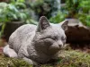 Artikelbild 1 des Artikels “Liegende Katze, Tierfigur, 34 cm “