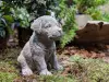 Artikelbild 1 des Artikels “Kleiner Rottweiler, Tierfigur, 16 cm “