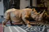 Artikelbild 1 des Artikels “Nashorn, 120 cm “