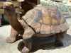 Artikelbild 1 des Artikels “Schildkröte, 80 cm “