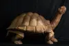 Artikelbild 1 des Artikels “Schildkröte, 100 cm “