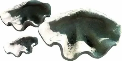 Muscheldeko, 50 cm lang, Größe M 