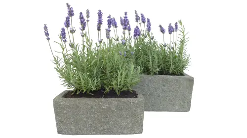 Product image of the product “Planter, rectangular, smooth, 25 cm L ”