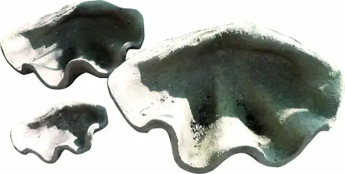 Artikelbild des Artikels “Muscheldeko, 30 cm, fossil “