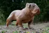 Artikelbild 2 des Artikels “Französische Bulldogge, 75 cm “