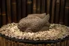 Product image 2 of the product “Fish on a plinth, water feature, 60 cm L ”