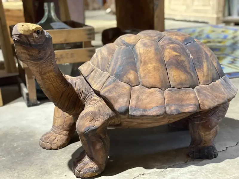 Artikelbild 2 des Artikels “Schildkröte, 80 cm “