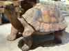 Artikelbild 3 des Artikels “Schildkröte, 80 cm “