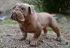 Artikelbild 4 des Artikels “Französische Bulldogge, 75 cm “