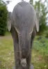 Artikelbild 5 des Artikels “Elefant als Skulptur, ca. 90 cm hoch “